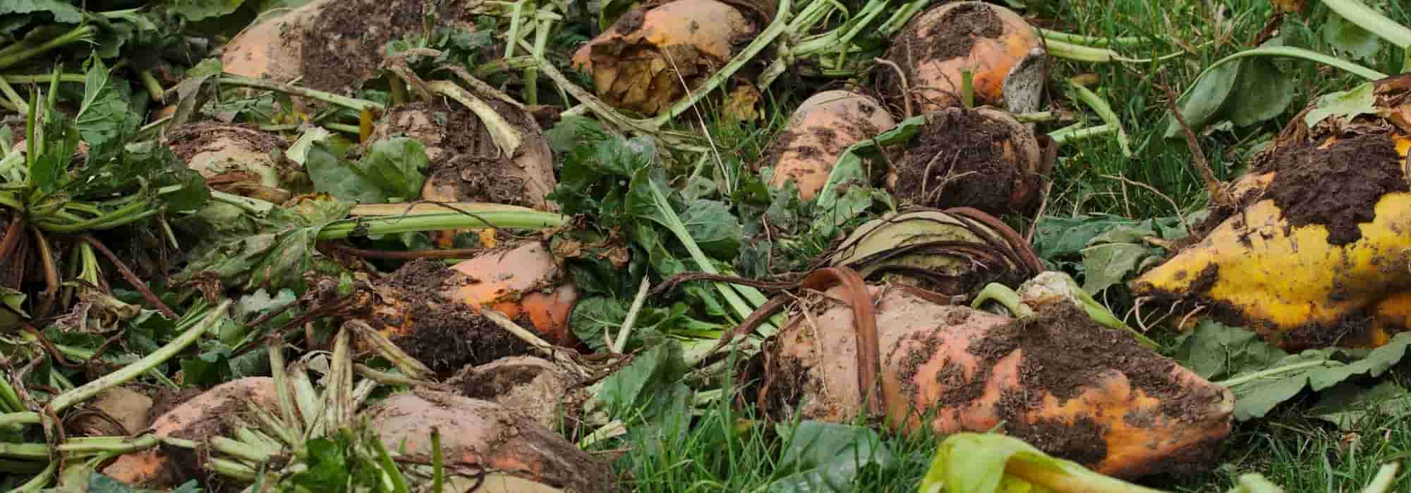 Plante fourragère : 5 légumes pour les animaux