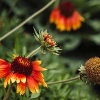 Comment semer les gaillardes ?