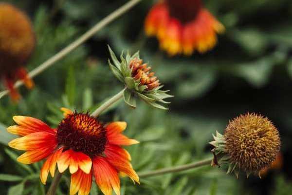 Comment semer les gaillardes ?