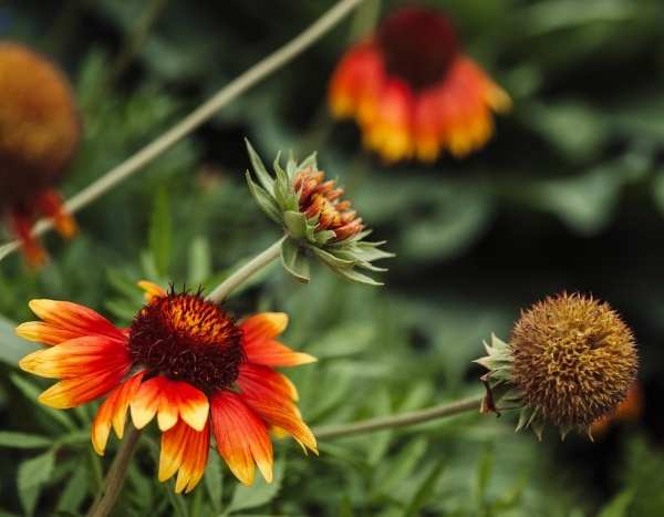 Comment semer les gaillardes ?