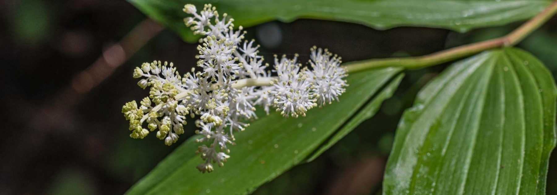 Smilacina : plantation et entretien