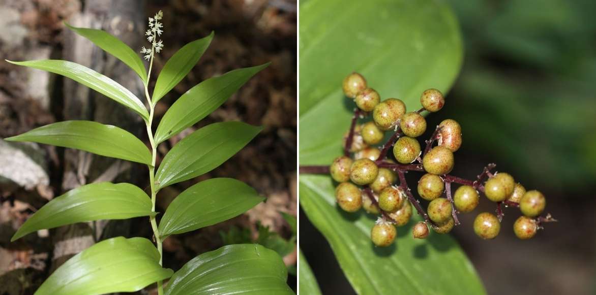 Smilacina racemosa, faux Sceau de Salomon