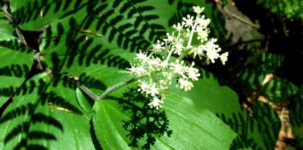 Smilacina racemosa, faux Sceau de Salomon