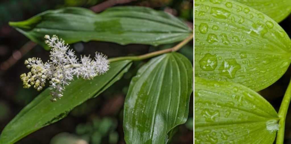 Smilacina racemosa, faux Sceau de Salomon