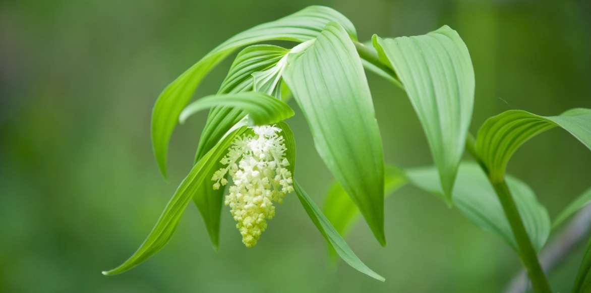 Smilacina racemosa, faux Sceau de Salomon