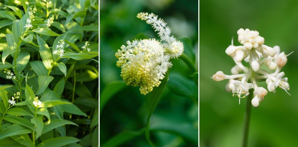 Smilacina racemosa, faux Sceau de Salomon