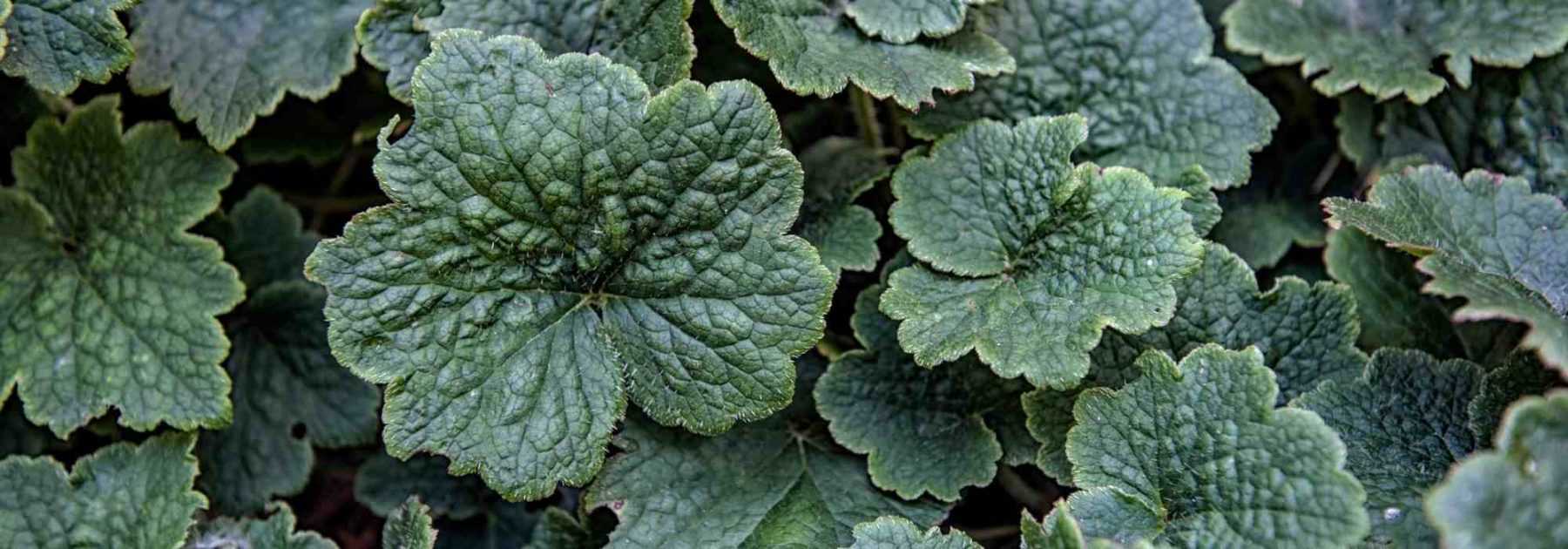 Tellima grandiflora : planter, entretenir