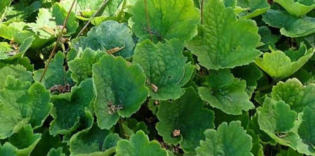 Tellimes, Tellima grandiflora, couvre-sol ombre sèche