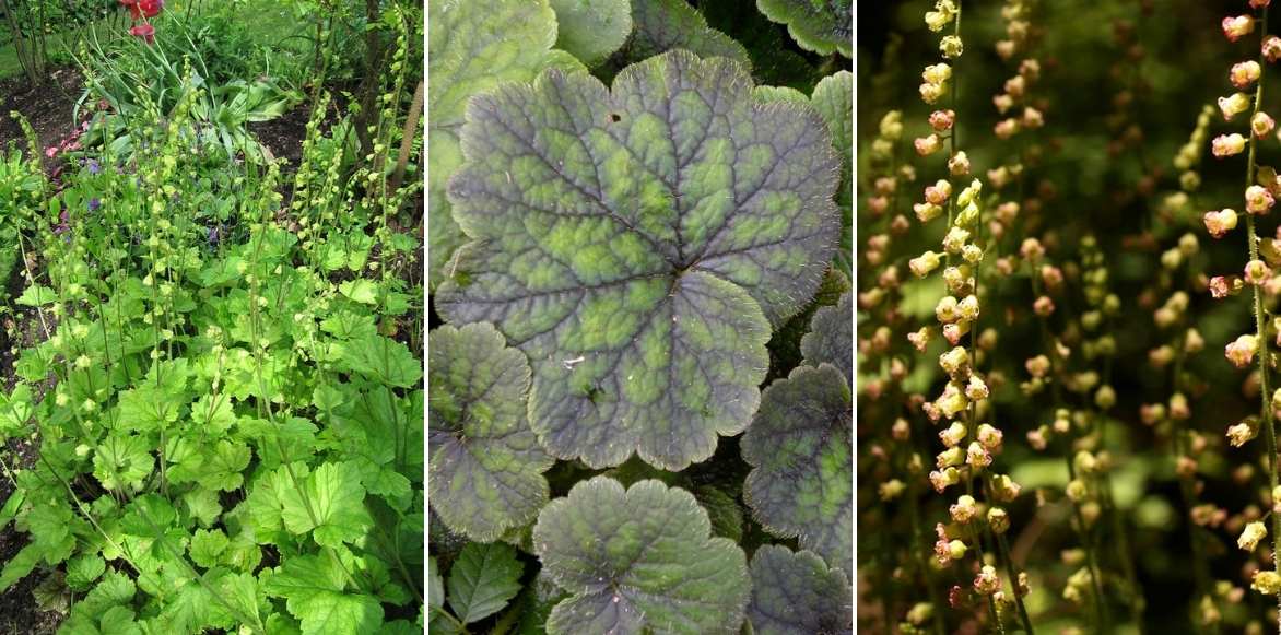 Tellimes, Tellima grandiflora, couvre-sol ombre sèche