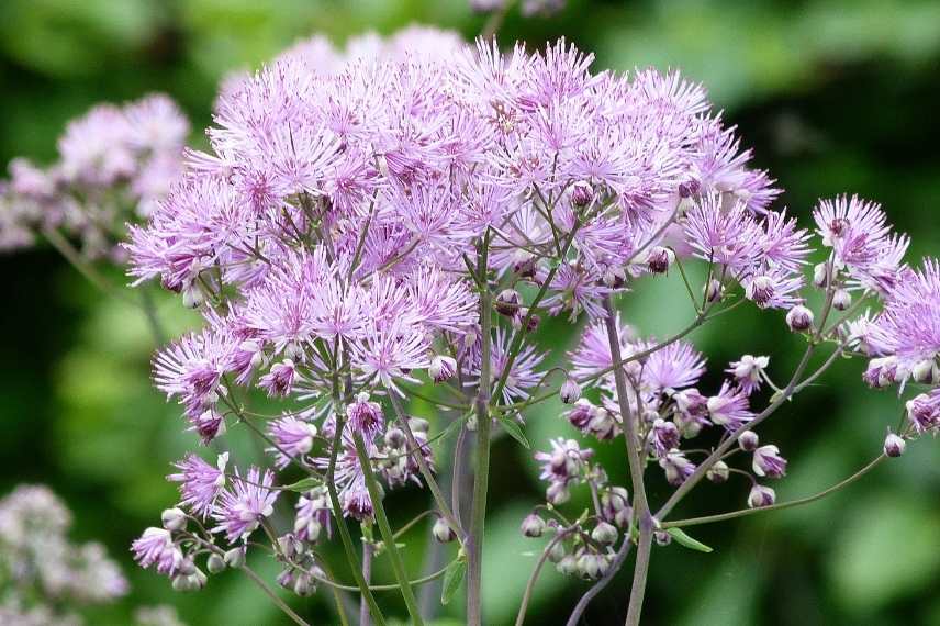 Plantes longues a s installer, plantes lentes développement