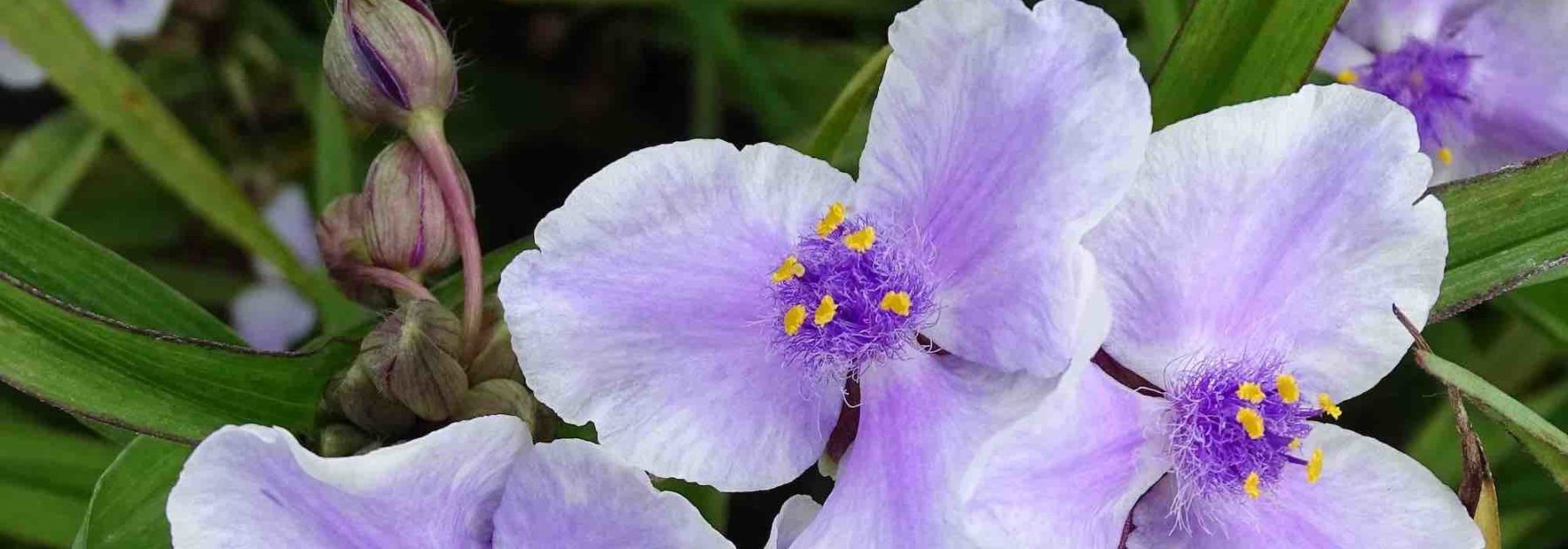 Cultiver un Tradescantia de Virginie en pot