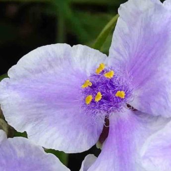 Cultiver un Tradescantia de Virginie en pot