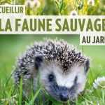 Accueillir la faune sauvage au jardin, un livre publié aux éditions Ulmer