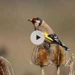 Un jardin accueillant pour les oiseaux de nos jardins