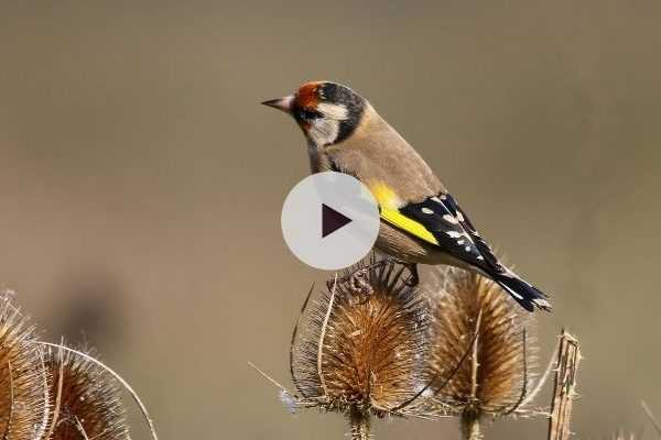 Un jardin accueillant pour les oiseaux de nos jardins