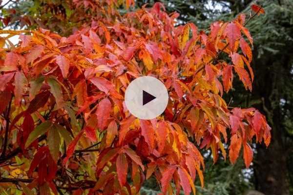 L'Acer triflorum ou érable à trois fleurs