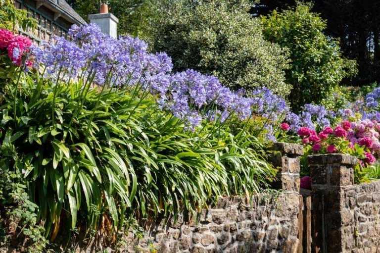 Quelles agapanthes planter selon votre région ? - Promesse de Fleurs