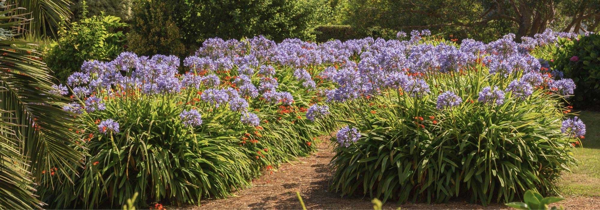 Quelles agapanthes planter selon votre région ?