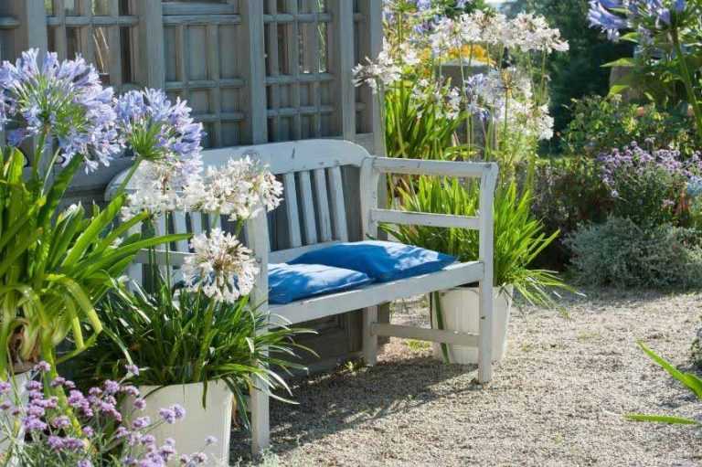 Quelles agapanthes planter selon votre région ? Promesse de Fleurs — free download