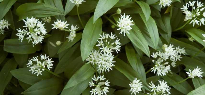 cultiver l ail des ours en pot, allium ursinum en pot culture