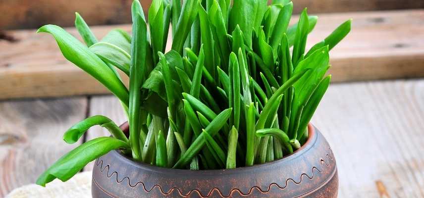 cultiver l ail des ours en pot, allium ursinum en pot culture