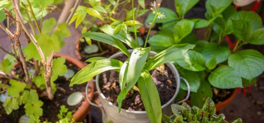 cultiver l ail des ours en pot, allium ursinum en pot culture