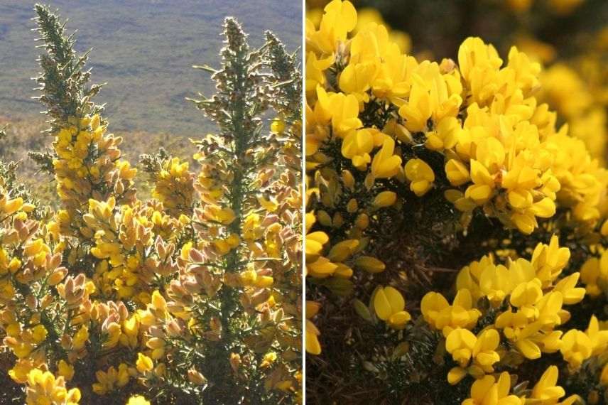 ulex europaus