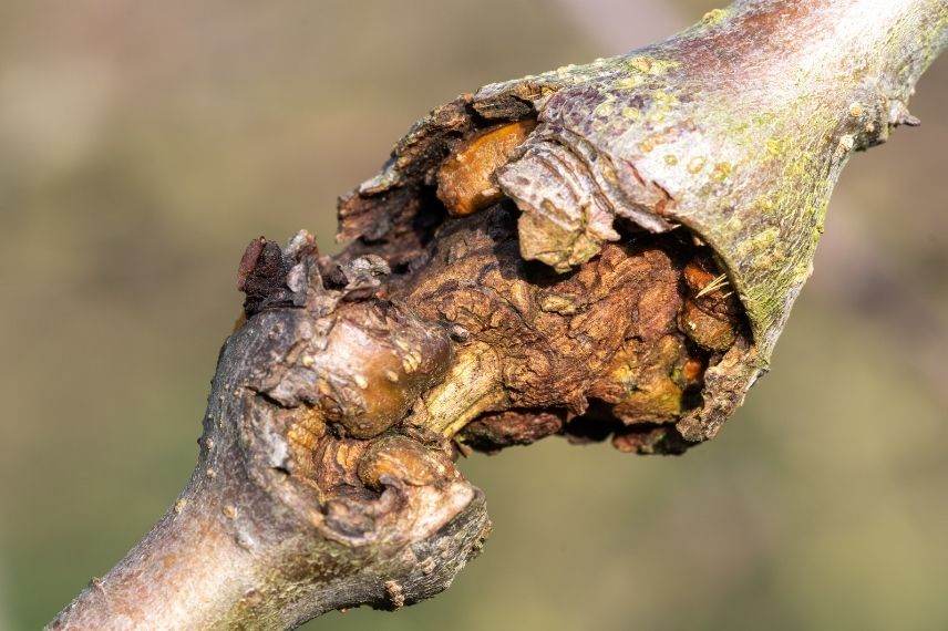 albizia arbre de soie maladie