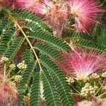 Maladies et parasites de l’albizia