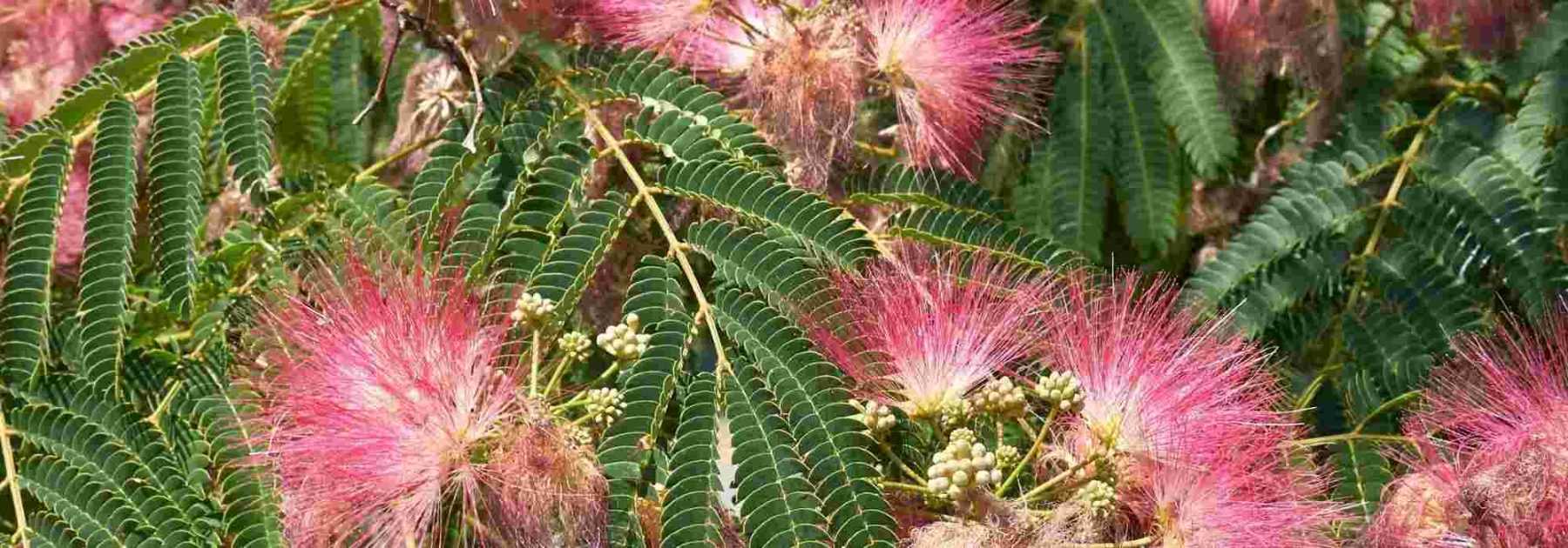 Maladies et parasites de l’albizia