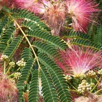 Maladies et parasites de l’albizia