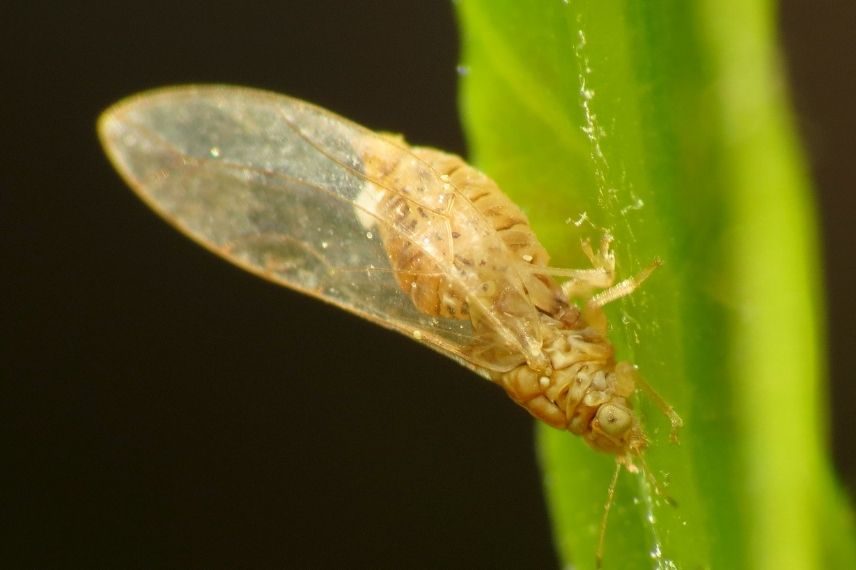 albizia arbre de soie parasite