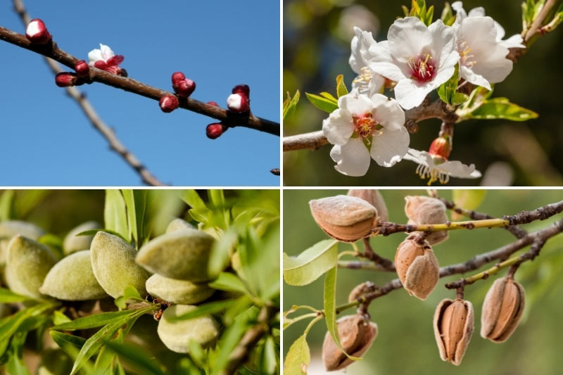 La fructification de l'amandier