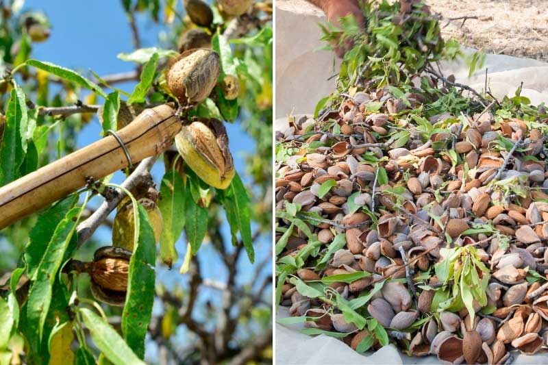 Récolter les amandes