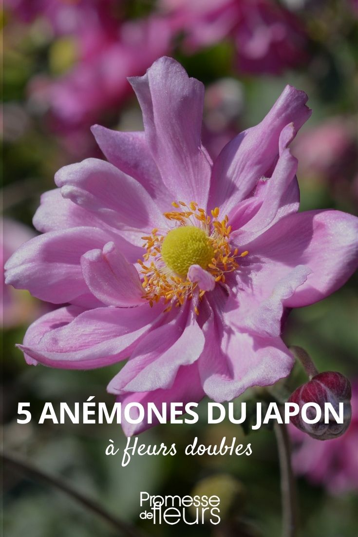 anemone japon fleurs doubles
