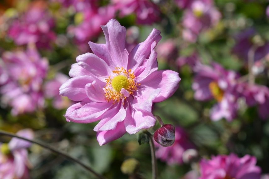 anemone konigin charlotte (1)