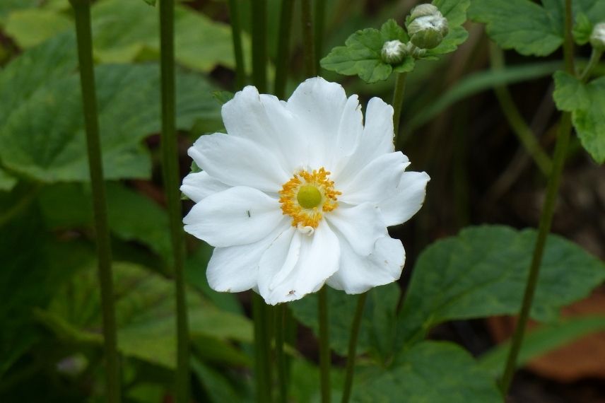 anemone whirlwind