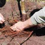 Planter les arbres et arbustes en racines nues