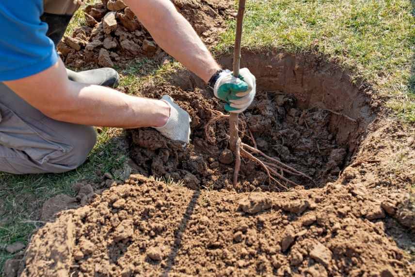 planter arbre arbuste en racines nues