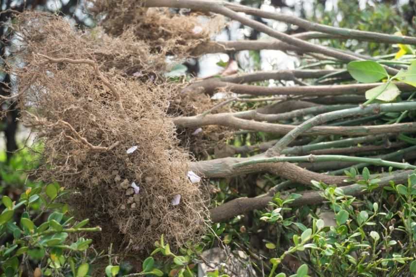 arbre arbuste en racines nues