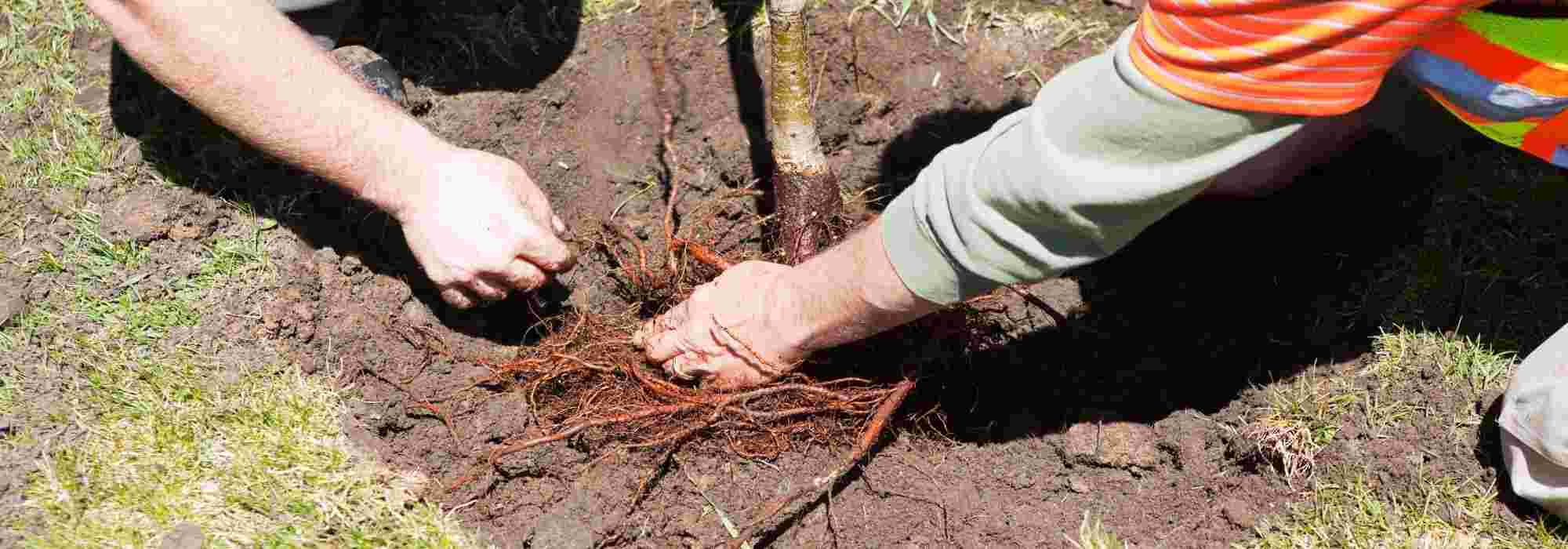 Planter les arbres et arbustes en racines nues