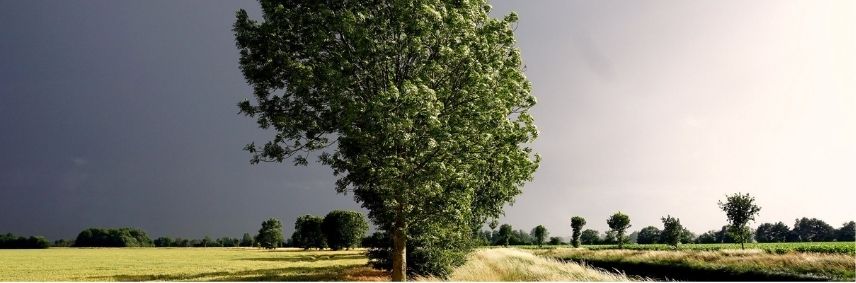 arbre sous le vent