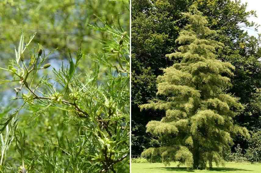 aulne glutineux, arbre pour jardin humide