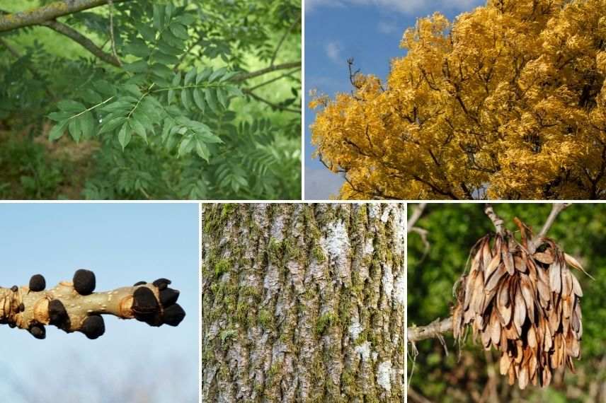 Frêne commun, Frêne élevé, arbre pour jardin orienté au nord