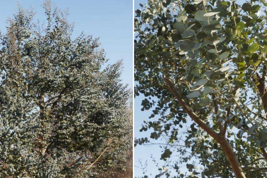 Eucalyptus pour jardin du littoral