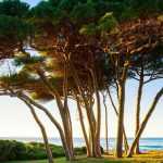 7 arbres pour jardin de bord de mer