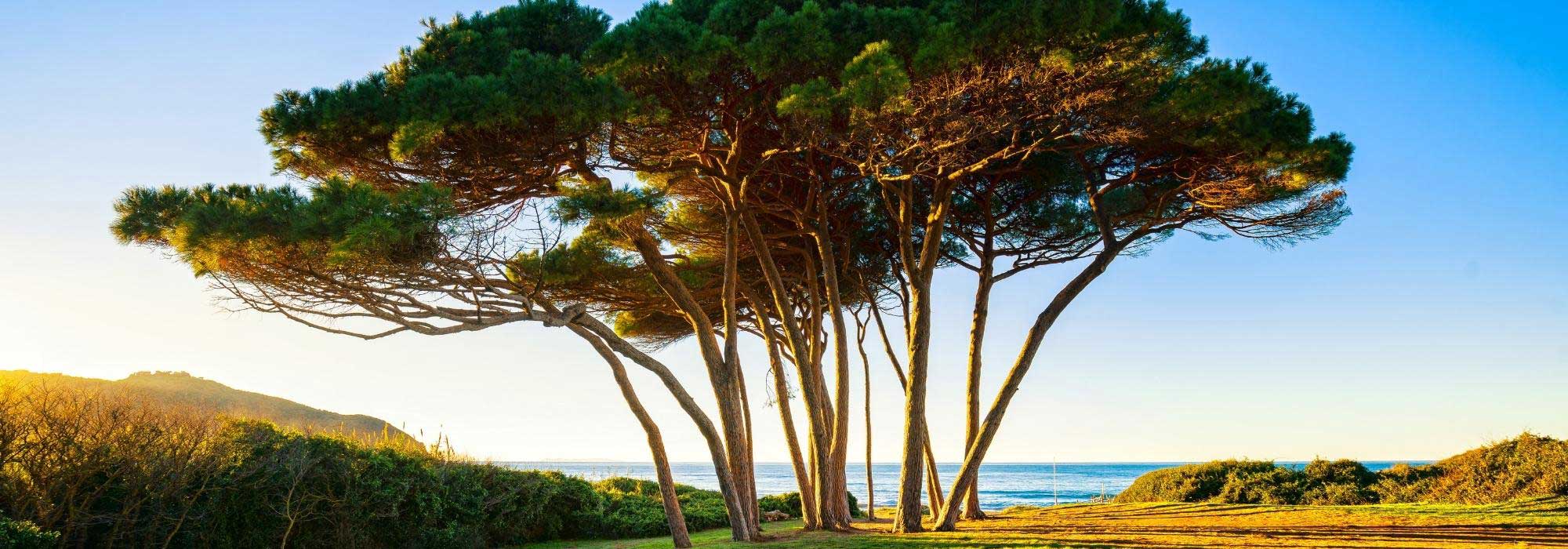 7 arbres pour jardin de bord de mer