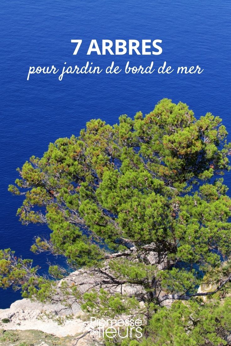 arbres jardin bord de mer