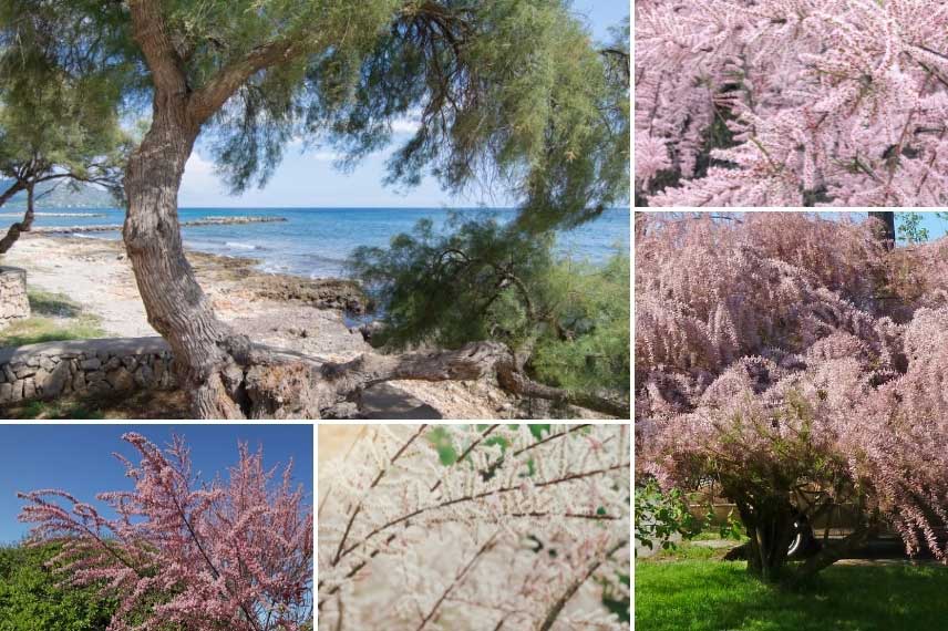 Tamaris en bord de mer