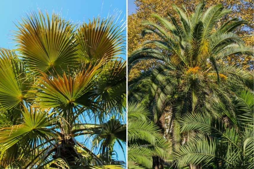 Certains palmiers sont adaptés aux jardins du littoral